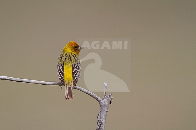 Red-headed Bunting - Braunkopfammer - Emberiza bruniceps, Kazakhstan, adult male stock-image by Agami/Ralph Martin,