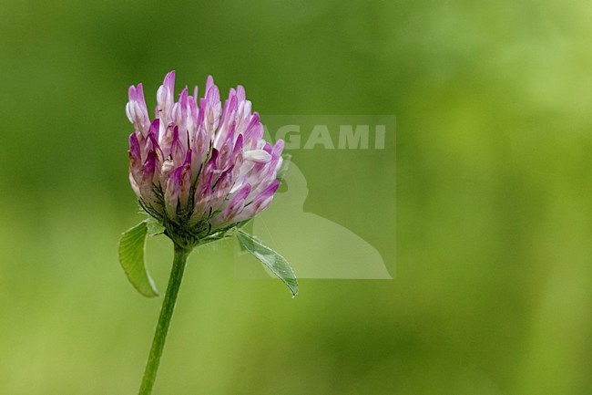 Rode klaver close-up van bloem, Red Clover close up of flower stock-image by Agami/Han Bouwmeester,