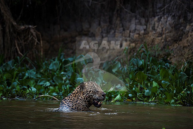 A jaguar, Panthera onca, in the river. Pantanal, Mato Grosso, Brazil stock-image by Agami/Sergio Pitamitz,