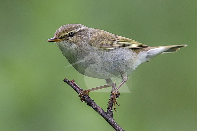 Arctic Warbler, Noordse Boszanger stock-image by Agami/Daniele Occhiato,