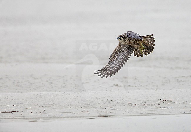 Slechtvalk; Peregrine Falcon (Falco peregrinus) stock-image by Agami/Arie Ouwerkerk,