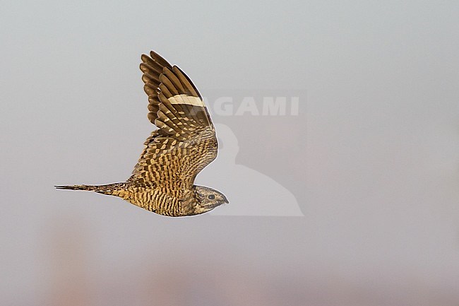 Adult male
Kern Co., CA
June 2005 stock-image by Agami/Brian E Small,