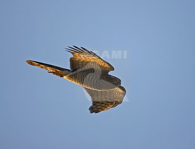 Sperwer in vlucht; Sparrowhawk in flight stock-image by Agami/Markus Varesvuo,