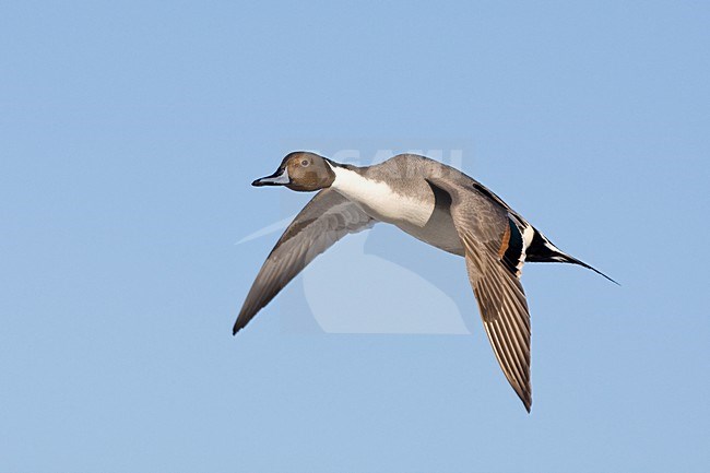 Pijlstaart in vlucht; Northern Pintail in flight stock-image by Agami/Jari Peltomäki,