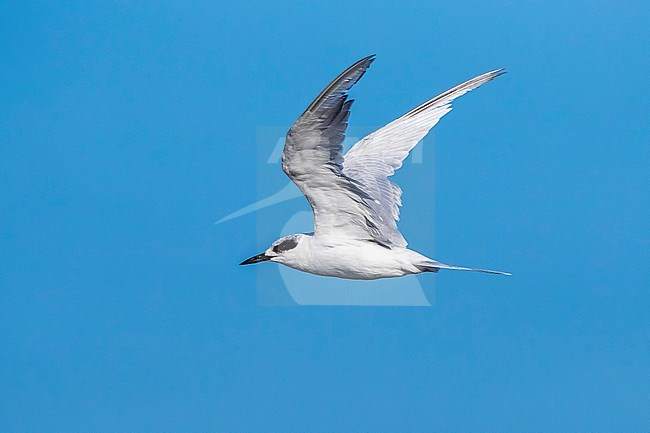 Adult moulting Forster' Tern flying over Cape May Beach, New Jersey. August 2016. stock-image by Agami/Vincent Legrand,