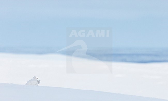 Mannetje Alpensneeuwhoen in de sneeuw, Male Rock Ptarmigan in the snow stock-image by Agami/Markus Varesvuo,