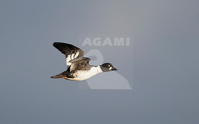 First-winter male Common Goldeneye (Bucephala clangula) flying over freshwater lake in The Netherlands. stock-image by Agami/Edwin Winkel,