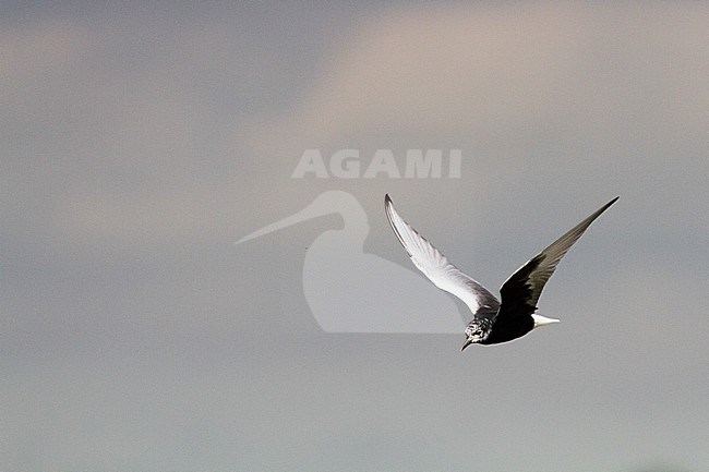 Witvleugelstern vliegend; White-winged Black Tern flying stock-image by Agami/Menno van Duijn,