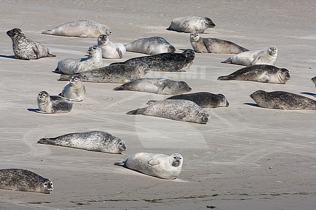 Harbour seal (Phoca vitulina) lying on sand bank in the German Wadden Sea at Japsand. stock-image by Agami/Ralph Martin,