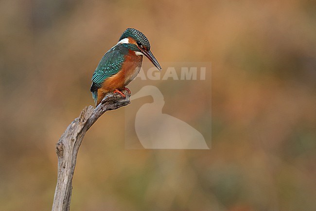 Juvenile or female Common Kingfischer (Alcedo atthis) perching on a branch watching downwards fixing fishes stock-image by Agami/Mathias Putze,