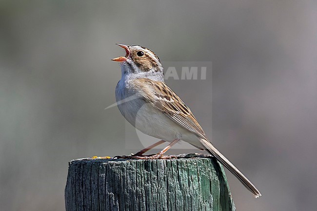 A Clay-coloured Sparrow is singing its heart out on top of fence pole in its favored habitat of dry sage brush in the southern Okanagan Valley in British Colombia, Canada. stock-image by Agami/Jacob Garvelink,