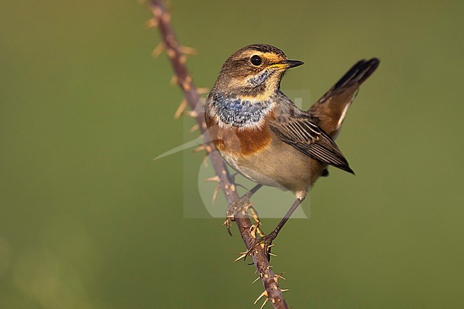 White-spotted Bluethroat (Luscinia svecica) in Italy. stock-image by Agami/Daniele Occhiato,