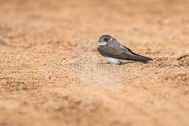 Sand Martin sitting on the ground near Red Sea coast, Egypt. April 2009. stock-image by Agami/Vincent Legrand,