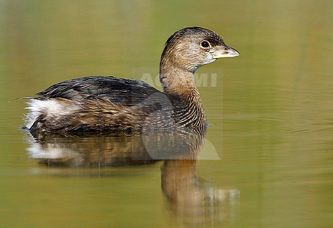 Adult non-breeding
Hidalgo Co., TX
January 2009 stock-image by Agami/Brian E Small,