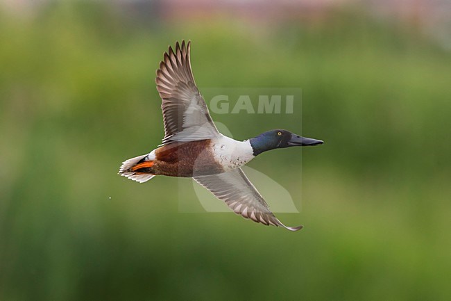 Vliegend mannetje Slobeend; Northern Shoveler male in flight stock-image by Agami/Daniele Occhiato,