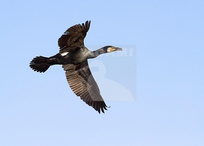 Adult Great Cormorant (Phalacrocorax carbo) in flight near colony in Berkheide, Netherlands. stock-image by Agami/Arnold Meijer,