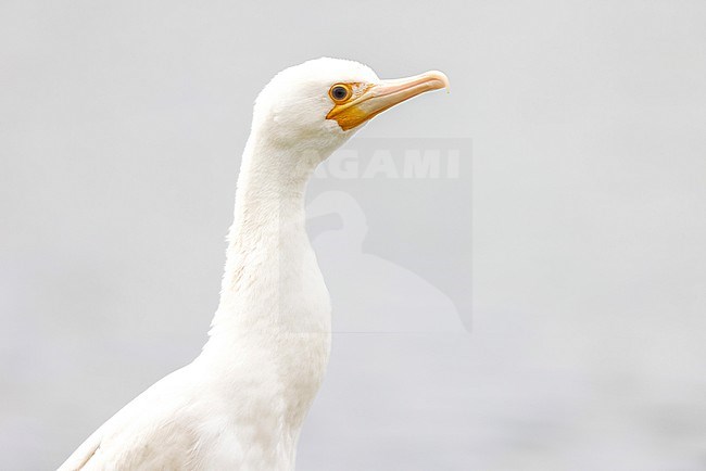 albino Great Cormorant stock-image by Agami/Chris van Rijswijk,