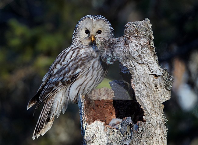 Oeraluil voert jongen op nest; Ural Owl feeding young on the nest stock-image by Agami/Markus Varesvuo,