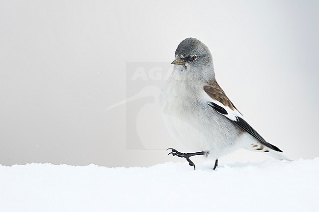 White-winged Snowfinch - Schneesperling - Montifringilla nivalis ssp. nivalis, adult, Swiss stock-image by Agami/Ralph Martin,