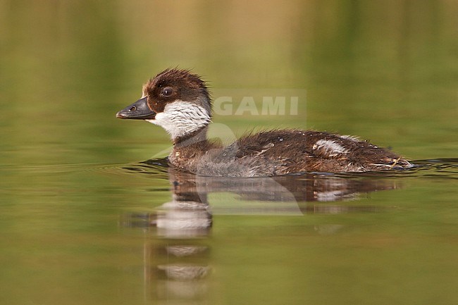 Duckling swimming on a pond in the interior of British Columbia, Canada. stock-image by Agami/Glenn Bartley,