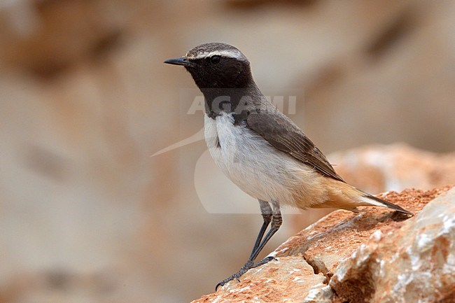 Westelijke Roodstaarttapuit mannetje zittend op rots; Kurdish Wheatear male perched on rock stock-image by Agami/Daniele Occhiato,