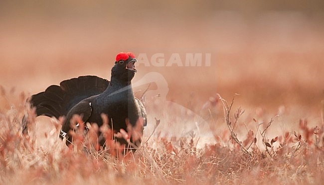 Mannetje Korhoen baltsend; Male Black Grouse displaying stock-image by Agami/Han Bouwmeester,