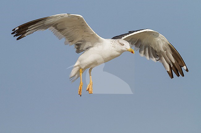 Heuglins Meeuw, Heuglin's Gull, Larus heuglini, Oman, adult stock-image by Agami/Ralph Martin,