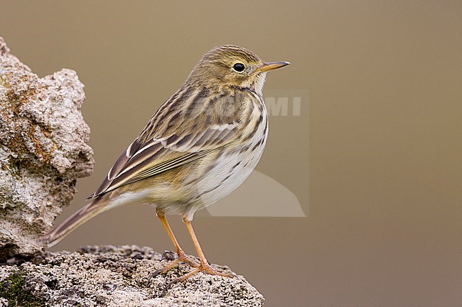 Meadow Pipit (Anthus pratensis), side view of an adult standing on the ground stock-image by Agami/Saverio Gatto,