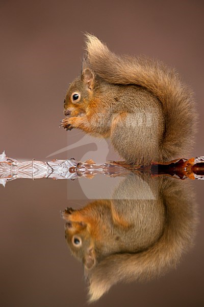 Eekhoorn met spiegelbeeld in water, Red Squirrel with reflection in water stock-image by Agami/Danny Green,