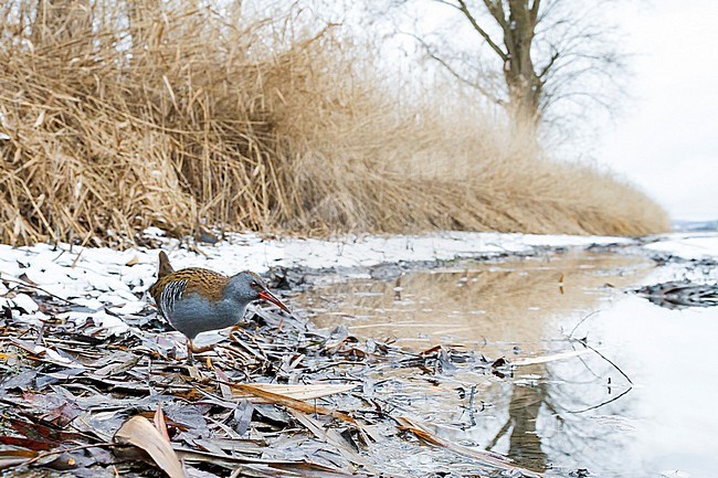 Western Water Rail - Wasserralle - Rallus aquaticus ssp. aquaticus, Germany, adult stock-image by Agami/Ralph Martin,