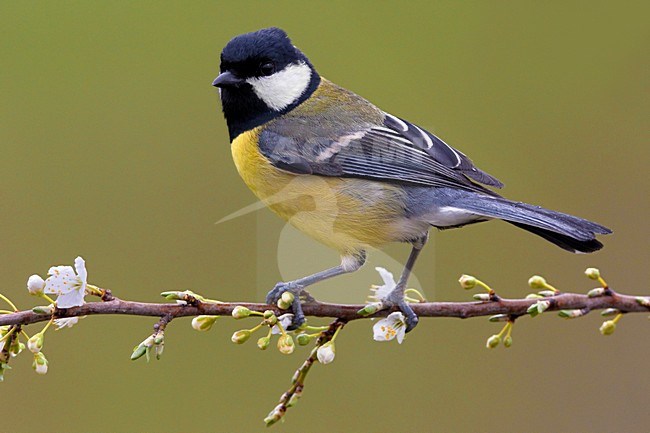 Koolmees op tak met bloesem; Great Tit on branch with flowers stock-image by Agami/Daniele Occhiato,