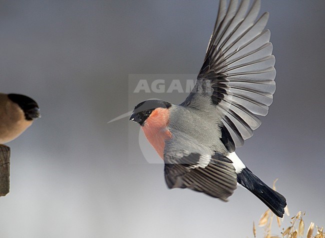 Adult male Eurasian Bullfinch (Pyrrhula pyrrhula) in flight during winter in Finland. stock-image by Agami/Arto Juvonen,