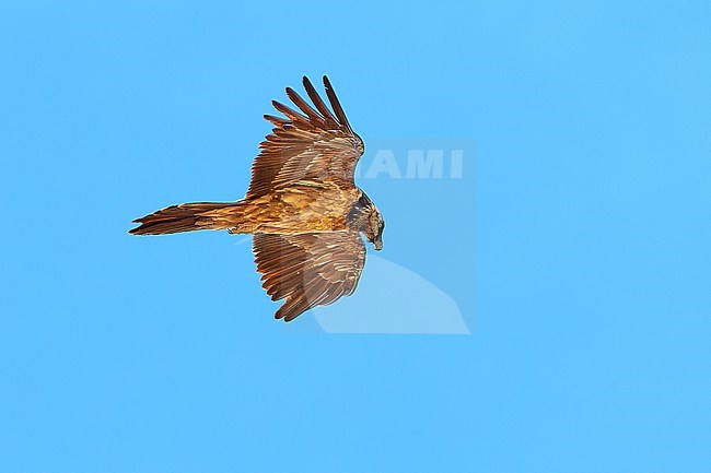 Bearded Vulture (Gypaetus barbatus), aka Lammergeier, immature in flight against a cloudy blue sky in Spain stock-image by Agami/Tomas Grim,