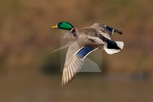 Mannetje Wilde Eend in de vlucht; Male Mallard in flight stock-image by Agami/Daniele Occhiato,