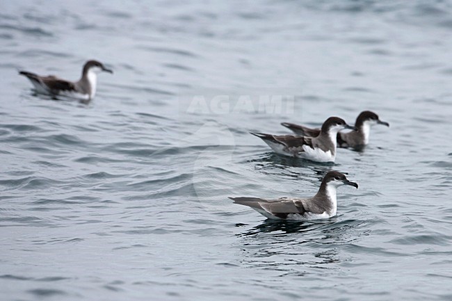 Zwemmende Bullers Pijlstormvogels; Swimming Buller\'s Shearwaters stock-image by Agami/Martijn Verdoes,