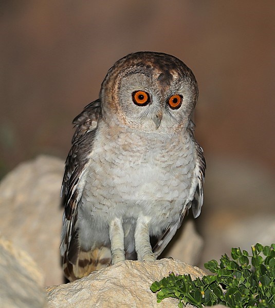 Desert Owl (Strix hadorami) at Al Mughsayl in Oman. stock-image by Agami/Aurélien Audevard,