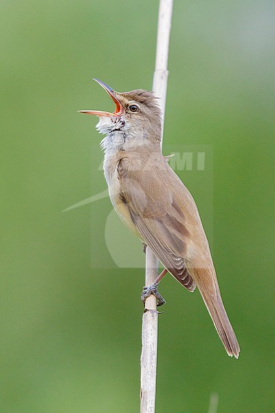 Great Reed Warbler (Acrocephalus arundinaceus), side view of an adult singing from a reed, Campania, Italy stock-image by Agami/Saverio Gatto,