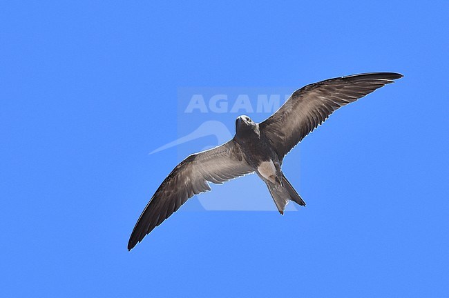 Immature Sooty Tern (Onychoprion fuscatus) in flight stock-image by Agami/Laurens Steijn,