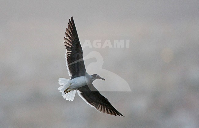 White-eyed Gull (Larus leucophthalmus) flying along the Red Sea coast in Israel. Also know as Ichthyaetus leucophthalmus. stock-image by Agami/Marc Guyt,