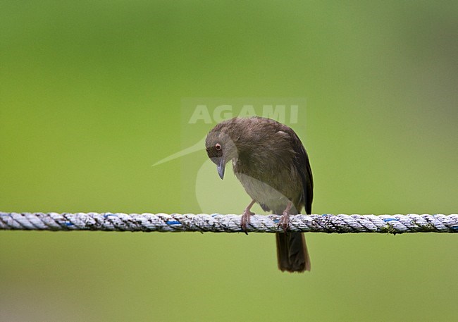 Roodoog-buulbuul op draad; Red-eyed Bulbul on wire stock-image by Agami/Roy de Haas,