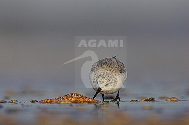 Drieteenstrandloper op het strand; Sanderling on the beach stock-image by Agami/Menno van Duijn,