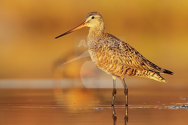 Rode Grutto, Hudsonian Godwit stock-image by Agami/Glenn Bartley,