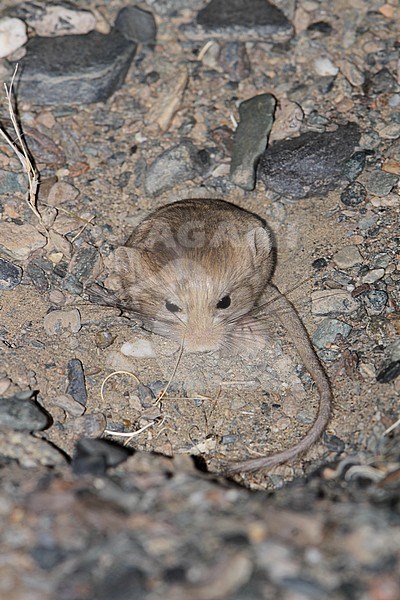 Kozlov's Pygmy Jerboa (Salpingotus kozlovi) a native species of rodent sound in southern and eastern Mongolia, and northwestern China. stock-image by Agami/James Eaton,