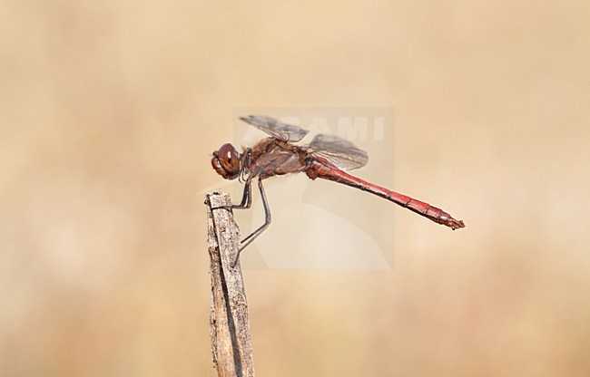 Imago Steenrode heidelibel; Adult Vagrant Darter stock-image by Agami/Fazal Sardar,