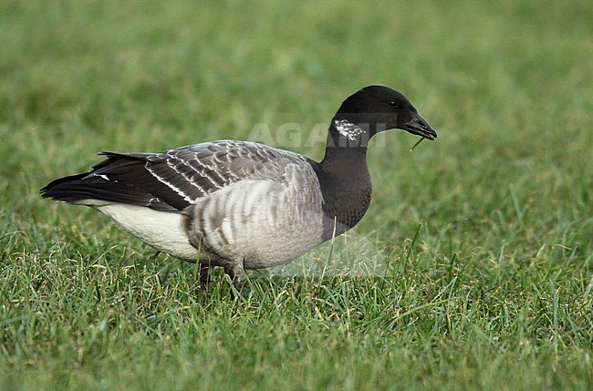 Pale-bellied Brent Goose (Branta bernicla hrota), first winter standing in a Dutch meadow, seen from the side. stock-image by Agami/Fred Visscher,