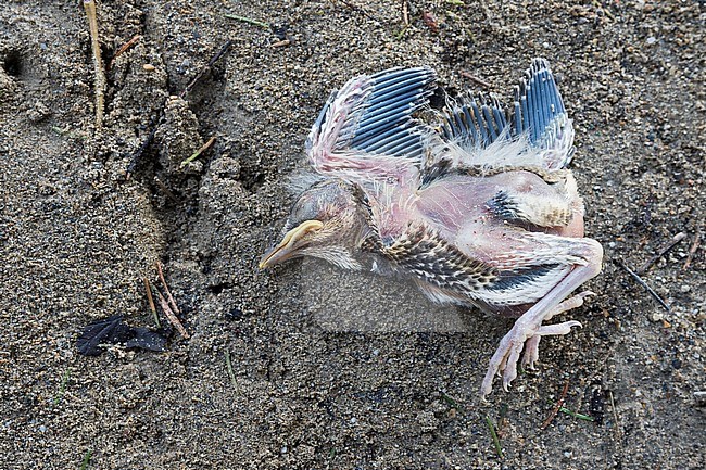 Fieldfare - Wacholderdrossel - Turdus pilaris, Germany, young bird fallen out of its nest stock-image by Agami/Ralph Martin,