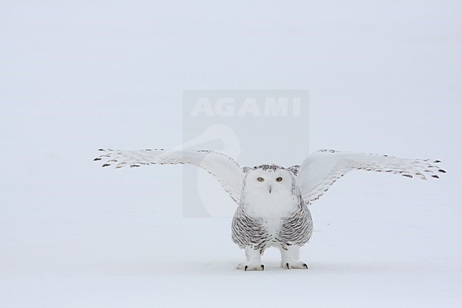 Sneeuwuil landend in de sneeuw; Snowy Owl landing in the snow stock-image by Agami/Chris van Rijswijk,