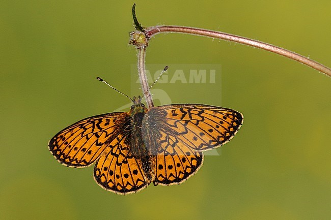 Bog Fritillarya, Ringoogparelmoervlinder, Boloria eunomia stock-image by Agami/Wil Leurs,