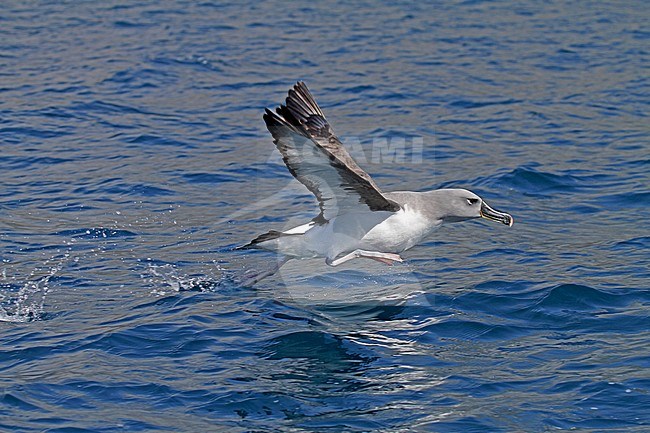 Grey-headed Albatross, Thalassarche chrysostoma stock-image by Agami/Pete Morris,