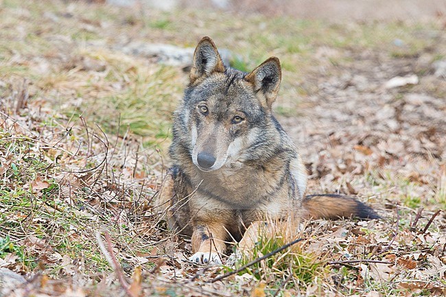 Italian Wolf (Canis lupus italicus), captive animal resting on the ground, Civitella Alfedena, Abruzzo, Italy stock-image by Agami/Saverio Gatto,